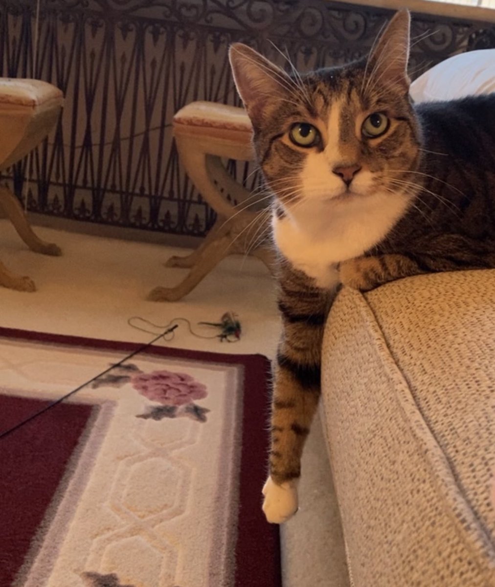 risetoflyy's tweet image. Your cat is beautiful 😻 and this is my predator cat 😻#NeverVaxxed #SeesThruWalls 
#Predator