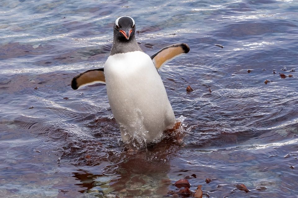 This playful penguin symbolizes the fun we had on our Antarctica Cruise, an immersive polar expedition with @PolarLatitudes. Check out the story on how best to travel to #Antarctica. #TravelHappy #AntarcticAmbassadors  buff.ly/4bYSoa9