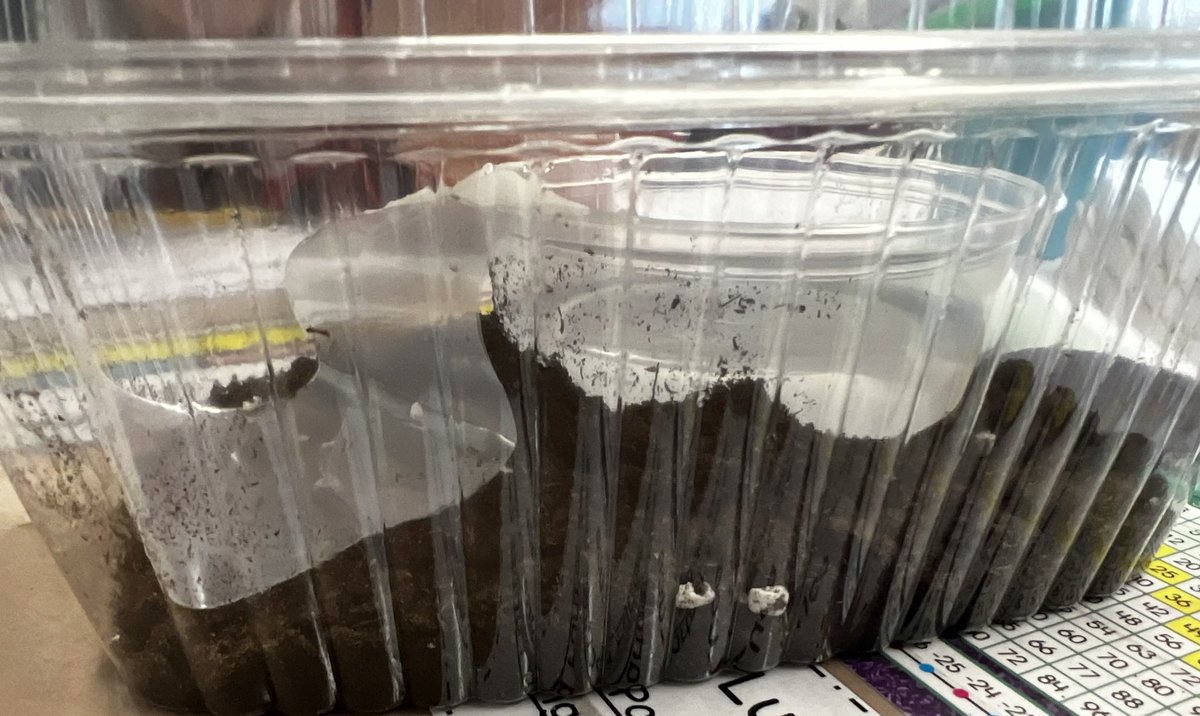 MrsTennenbaum23's tweet photo. Today we learned all about the water cycle.  These 3rd grade scientists even created models to simulate how the water cycle works!  We can’t wait to observe the water in our models tomorrow.  I wonder what will happen!🤔  #Science21 https://t.co/U1QkqxPR3P