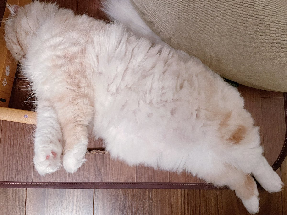 おはたがみ🍀

🔍またたびスティックをさがせ

てろんてろん猫ができあがり😂🫶🏻
猫というよりエビフライ…？

ｽｲｽｲ水曜日🏊
寒いけど頑張るぞ(՞ . .՞)𓈒𓂂𓏸

一時停止をしっかりと🫡
安全運転で✨

#企業公式が朝の挨拶を言い合う
#企業公式相互フォロー
#企業公式春のフォロー祭り
#企業公式猫部