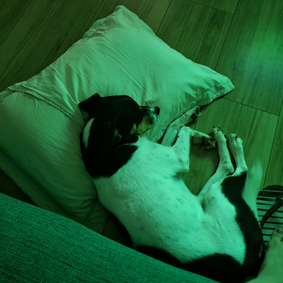 brunara ⓟ tweet media