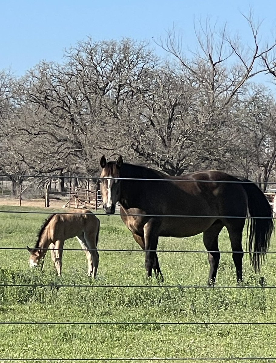 Suppose the new baby will have blaze in its name can’t be more that a few days old it’s new place down at the paved road knew <a href="/drjean_neuro/">Dr. Jean Mitchell</a> &amp; <a href="/PepitaCorona/">Pepita Corona</a> would love them <a href="/SjCattledog/">SJZ #RipEmber + Silver 🐶🐺🌈</a> <a href="/Yellowonetsy/">Yellow Dog Antiques RIP Bella & Avi</a> <a href="/seasicksheep/">bunnie g</a> <a href="/1720maryknoll/">Baron on the Bay 🌴☀️🍊🐬</a> <a href="/joub53/">Leah_L & Zoey🐾</a> <a href="/rebeccascout1/">Rebecca and Moon Dog🌙🐾</a> @boganella1 <a href="/DJTheGang79/">Delina Edmond💗😺💗</a>