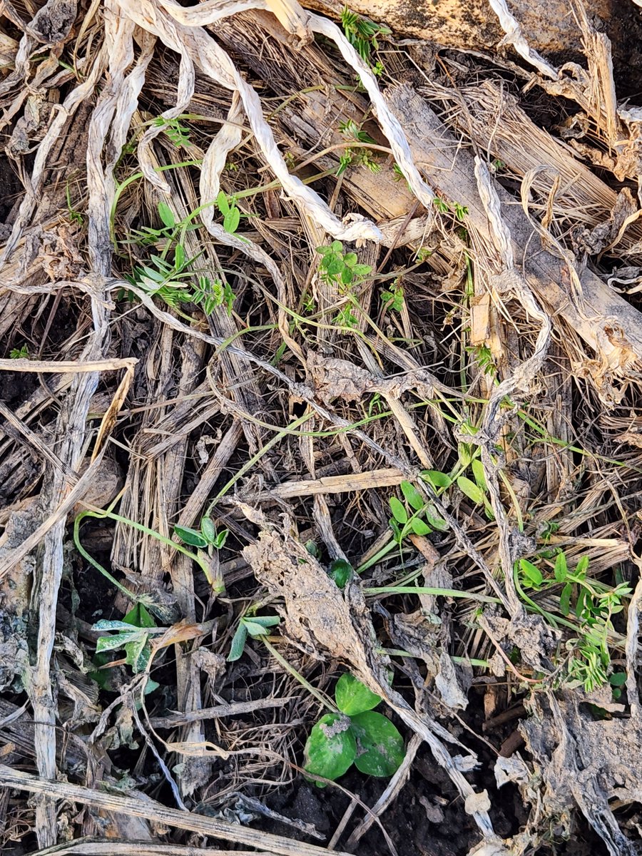 Larry Cowing tweet media