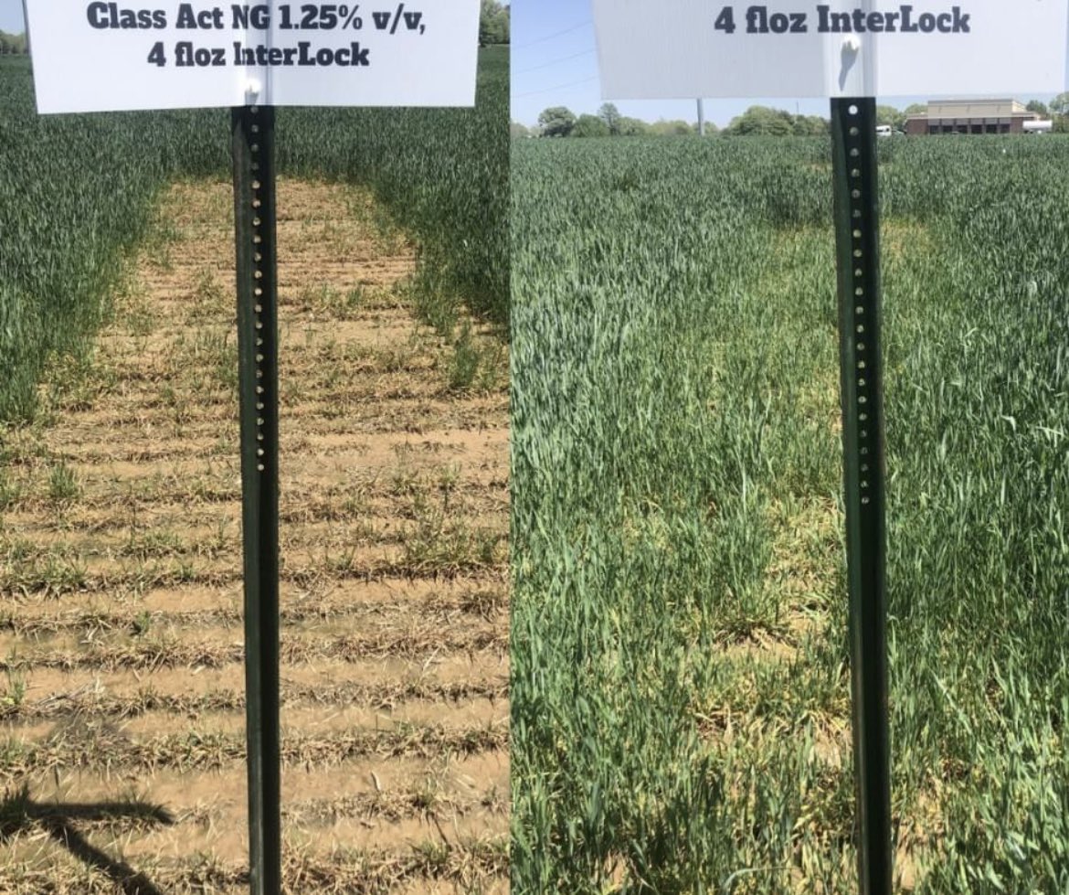 msfc_ag's tweet photo. If you're looking to prepare for this season by applying an early spring burndown, Class Act® NG® can help. It's a liquid spray tank additive designed to promote fast, aggressive weed control. https://t.co/EJJPdM6IUL