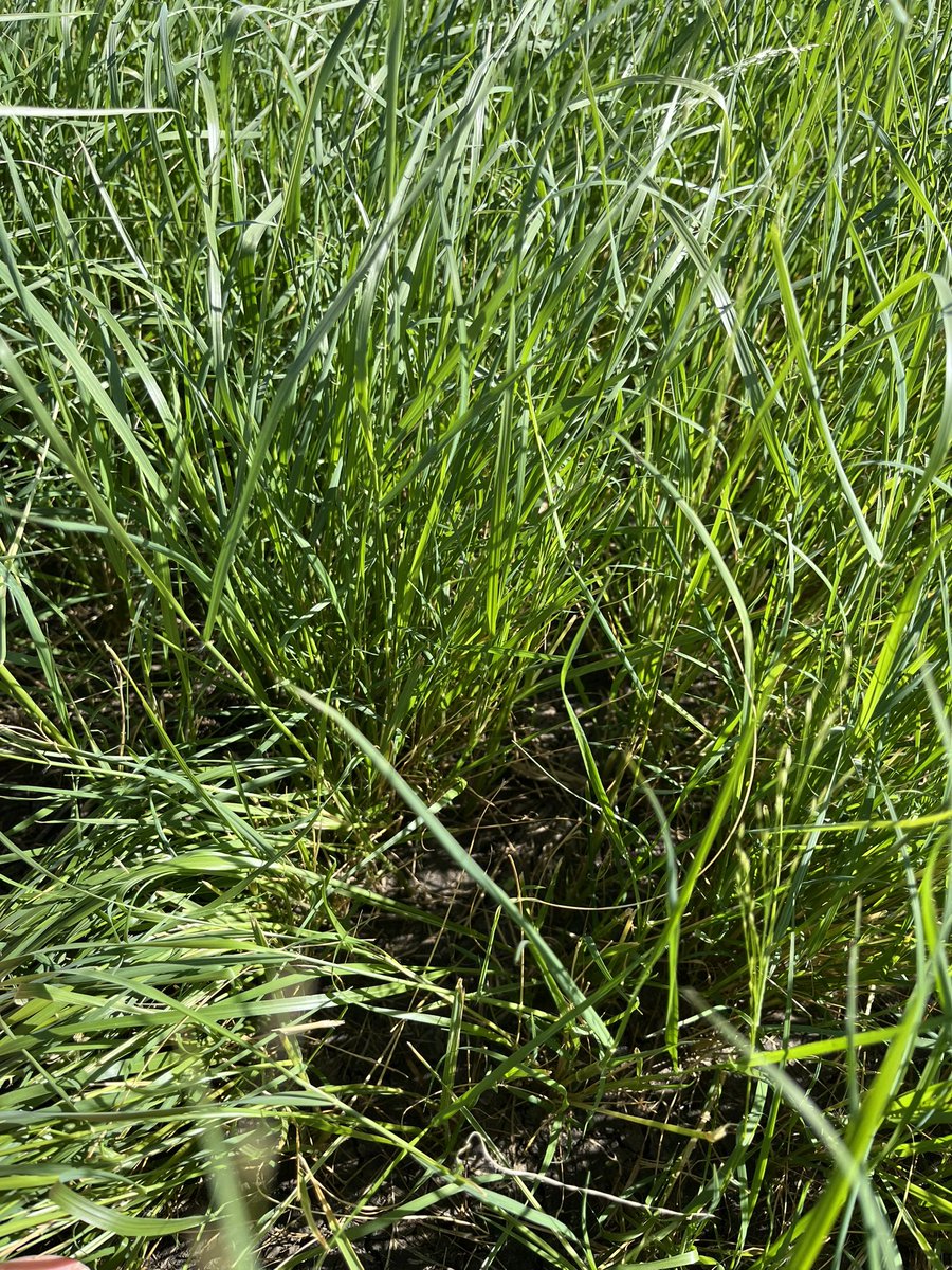 Teff grass looking the goods in northern Vic. Showing growth 10 days after application of 300L of UAS (80 units of Nitrogen, 20 units of Sulphur). #teff #liquidfert #streaming #nitrogen