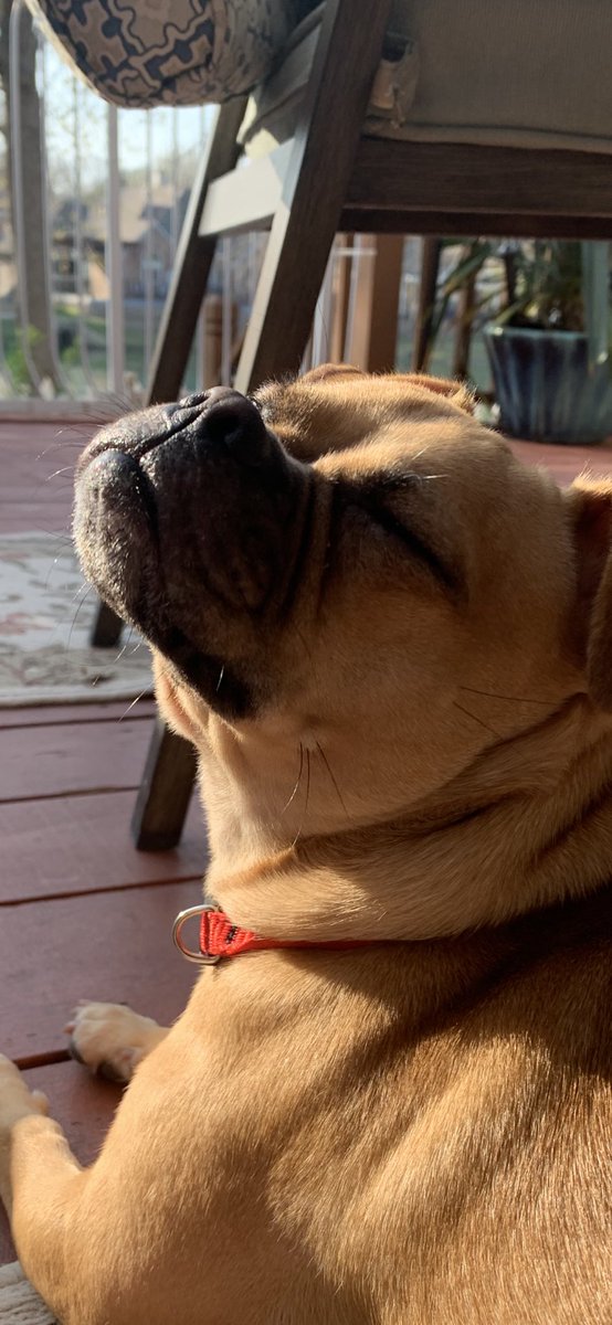 Today, Khloe enjoyed some time sun bathing!! #DogLife