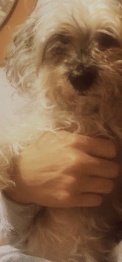 El 03 de marzo mi perrita se escapó, en Escocia y California, en Parque de San Andrés, alcaldía Coyoacán. 
Es una Schnauzer pimienta raza pequeña, no tiene cola, responde a nombre de Cacao, es súper cariñosa y sociable. Favor de avisar si saben algo de ella. Al número 5526948704.