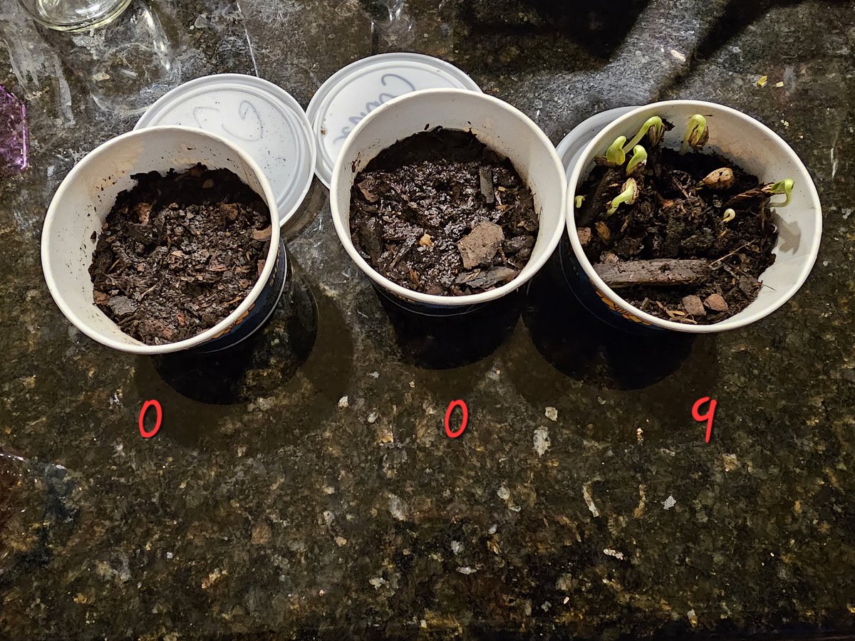 The boys <a href="/ReeceAcademy/">Reece Academy AISD✨</a>
<a href="/Impact_AISD/">Impact Leadership Academy at Wilson</a> are upset that theor Sister's <a href="/Carter_AISD/">Carter Academy</a> grew. We received them March 29th. I told the boys it will happen in due time. We plan to put them in the Highland Park Garden when it is time.
#MyRodeoSunflower
#RODEOHOUSTON