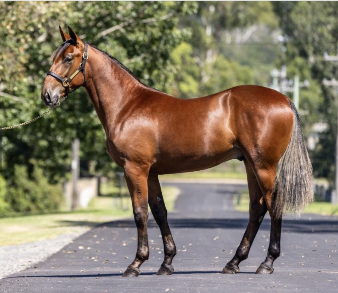 mattiecravenracing (@mattiecravenra1) on Twitter photo #getinvolved
We have 3 lovely, great value yearlings from the APG sales with opportunities for anyone keen to #getinvolved in there journey to becoming a race horse and experience the thrill of owning a winner!
from 1% to 100%
1% shares from $471.23 mattiecravenracing@gmail.com #getinvolved
We have 3 lovely, great value yearlings from the APG sales with opportunities for anyone keen to #getinvolved in there journey to becoming a race horse and experience the thrill of owning a winner!
from 1% to 100%
1% shares from $471.23 mattiecravenracing@gmail.com
