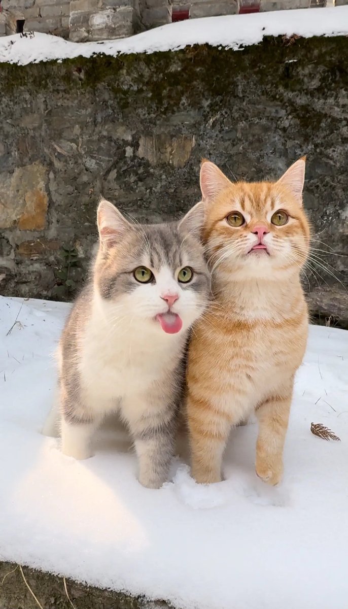 chuang1237's tweet image. 好朋友当然要一起玩雪啦