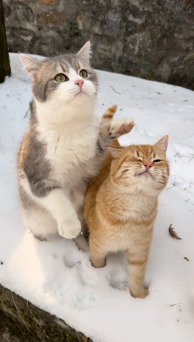 chuang1237's tweet image. 好朋友当然要一起玩雪啦