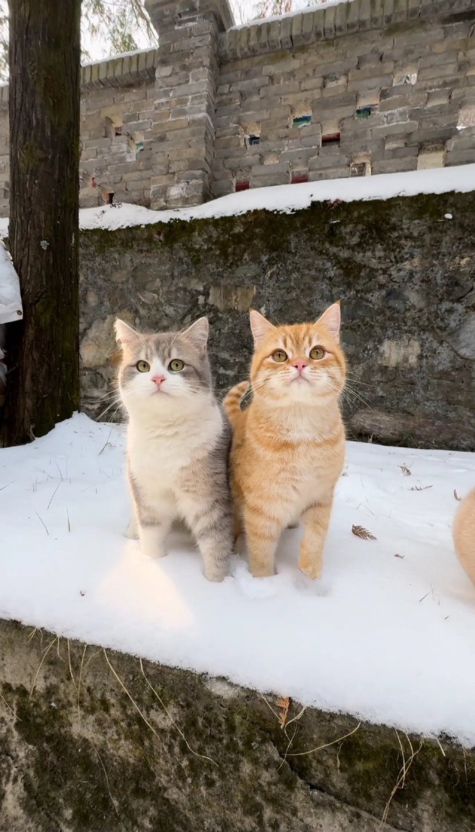 chuang1237's tweet image. 好朋友当然要一起玩雪啦