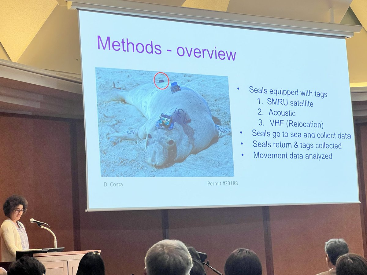Amber Diluzio from @vel_mlml used playback experiments to find out how northern elephant seals cope with acoustic disturbances whilst diving in the deep #BLS8Tokyo @bls8tokyo2024