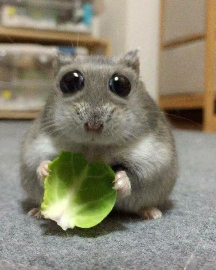 levvqy's tweet photo. oh and btw I have a new acc that makes purely sfw. I'll not send it here so have fun finding it!! https://t.co/8KiApEaiKH