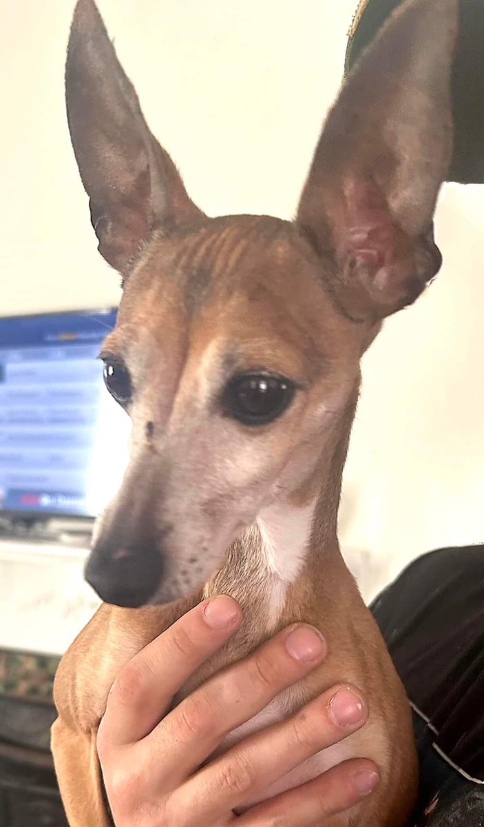 SaveASighthound's tweet photo. Welcome to SHUG, Brady. This 5-year-old Italian Greyhound is  <10 lbs (and half of that is in his magical disappearing ears). Brady’s first family divorced, and he's searching for a new forever home 💔 This tiny boy is social, friendly, loves everyone, and is fostered in Indiana. https://t.co/2SAEl8XBmm