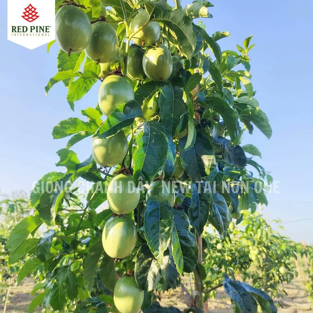 Giống chanh new tai non one lh 0987999836