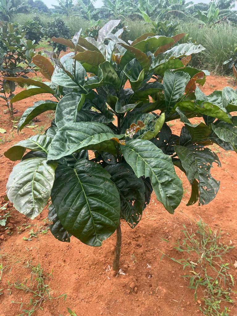 A few days left to this big on-farm coffee tour and training.  Book your slot this week.