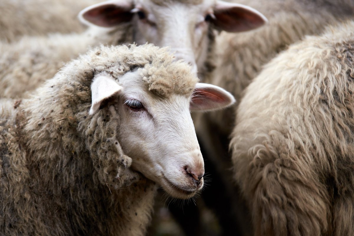 ‼️Unacceptable decision The decision to re-export thousands of animals on the ill-fated MV Bahijah – subjecting them to the longest planned and approved live sheep export journey in recent memory - is a dark day in the history of this cruel trade. 👉bit.ly/3v1T51V