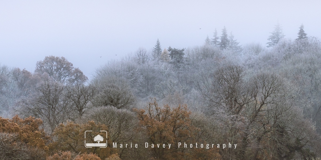 I don't know what's happened to our winter, but here in the south of England it really has been a bit of a damp squib!

This was taken on one of the few times when it was actually 'properly' cold, in December. One of my favourite stomping grounds; Polesden Lacey. 

#polesdenlacey
