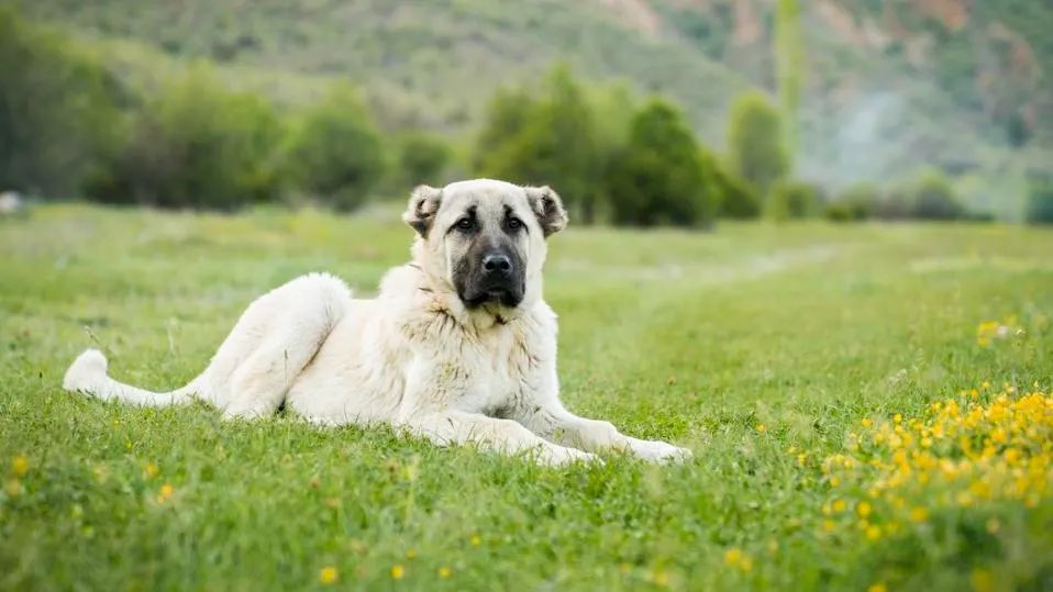 Kangal tweet media