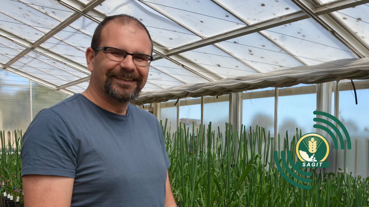 SAGrainTrust's tweet photo. 📢NEW EPISODE @UniofAdelaide @StuRoy1 describes how his team isolated salt tolerant traits from European landrace wheats & bred them into elite Aust varieties - they're close to creating new cultivars to deliver benchmark yields on saline SA soils. Listen: https://t.co/aBGuQYHnuv https://t.co/8noThmzCc2