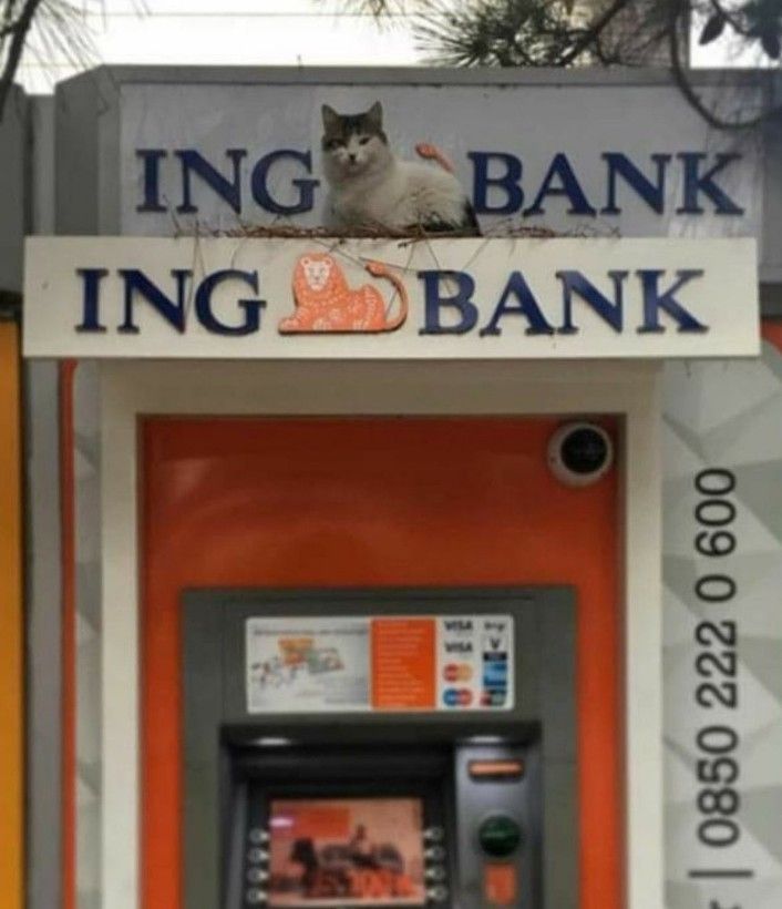 ShouldHaveCat's tweet photo. https://t.co/N8BZsfLzgO