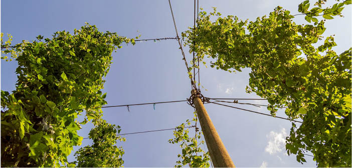 Major boost for UK hops industry

Read more via #HortNews &gt;&gt; hortnews.com/articles/horti…

<a href="/UniKent/">University of Kent</a> <a href="/Britishhops/">British Hop Association</a> <a href="/niabgroup/">Niab</a>