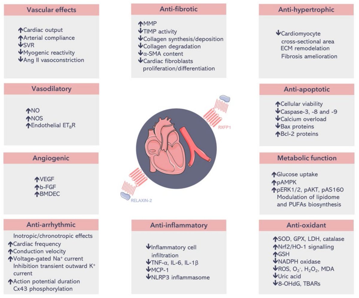 Cynthia An (@cynthia__an) on Twitter photo 🌸🌸🌸Check out the published paper in <a href="/JPM_MDPI/">JPM_MDPI</a> <a href="/MDPIOpenAccess/">MDPI</a> 
Relaxin-2 as a Potential #Biomarker in #Cardiovascular Diseases
mdpi.com/2075-4426/12/7…
Authors: Alana Aragón-Herrera et al. 🌸🌸🌸Check out the published paper in <a href="/JPM_MDPI/">JPM_MDPI</a> <a href="/MDPIOpenAccess/">MDPI</a> 
Relaxin-2 as a Potential #Biomarker in #Cardiovascular Diseases
mdpi.com/2075-4426/12/7…
Authors: Alana Aragón-Herrera et al.