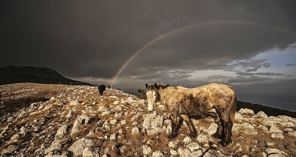 "Sometimes I do get to places just when God's ready to have somebody click the shutter .. " ~ Ansel Adams

That was one of those days ..

Everything was at the right place at the right time. The sun, the rain, fools &amp; horses ..

<a href="/Croatia_hr/">Croatia Full of life</a> #croatia