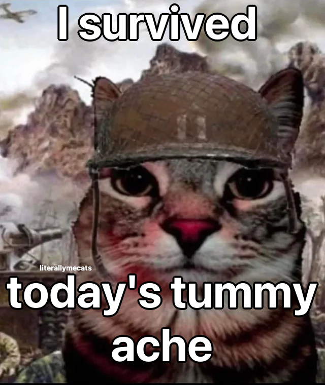 LiterallyMeCats (@literallymecats) on Twitter photo 