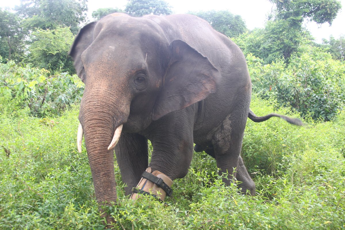 Wildlife Alliance dedicates this week towards World Wildlife Day to celebrate the beauty and diversity of wild animals in Cambodia and around the world. They are part of our natural heritage and need our protection. #WildlifeAlliance #worldwildlifeday #protection #conservation