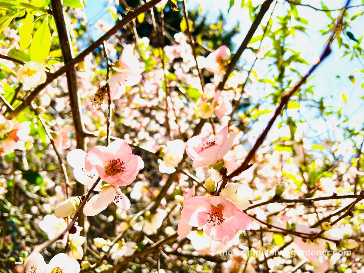 #spring is trying to burst despite the wet winter. #gardening #spring #flowers