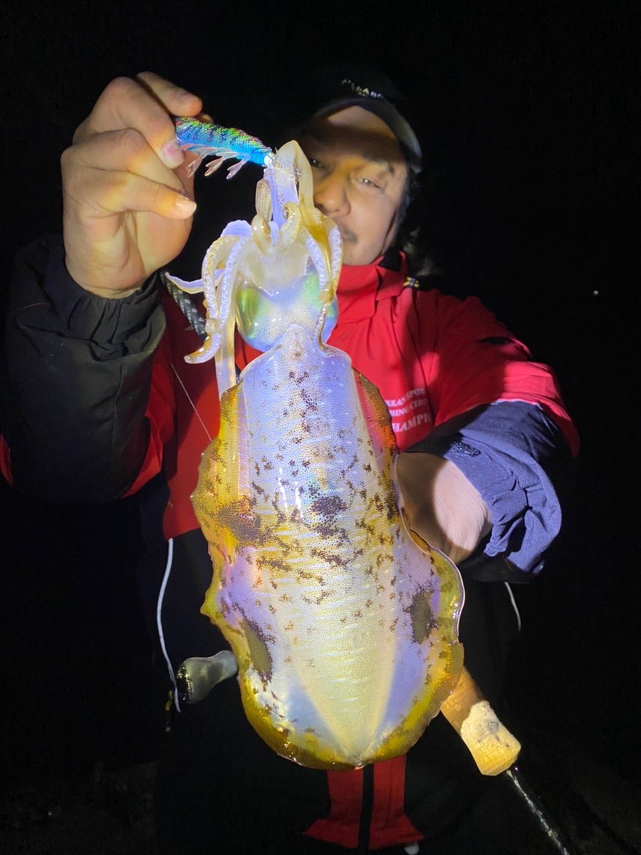 palms_global's tweet photo. Eging with Shore Gun EVOLV in Japan 🇯🇵
Rod: Shore Gun EVOLV 86M •EG (Eging model)
Thank you Kazu !!
#palmsfishing #eging #shoregunevolv #squid #squidfishing #calamari #calamarifishing #totanara #egi #egingfishing @palms_japan https://t.co/ogocvzJyPi