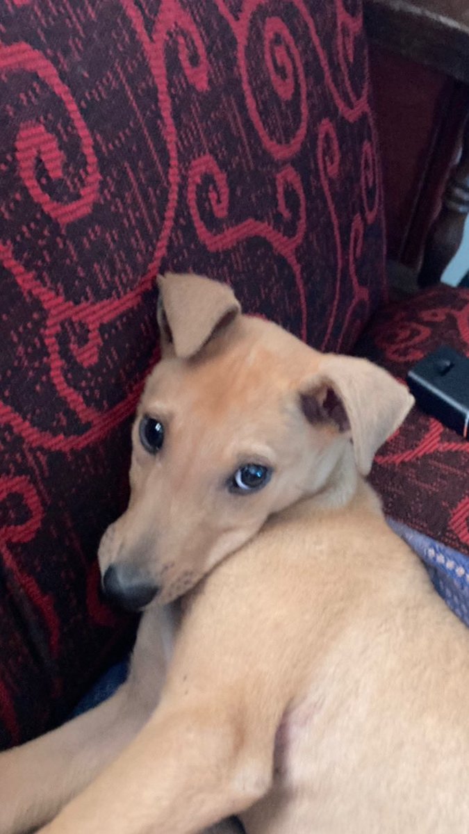 Tremendas ganas de tener otro galgo tengo, pero ninguno va a hacer que deje de extrañar a mi pequeño balín 😪