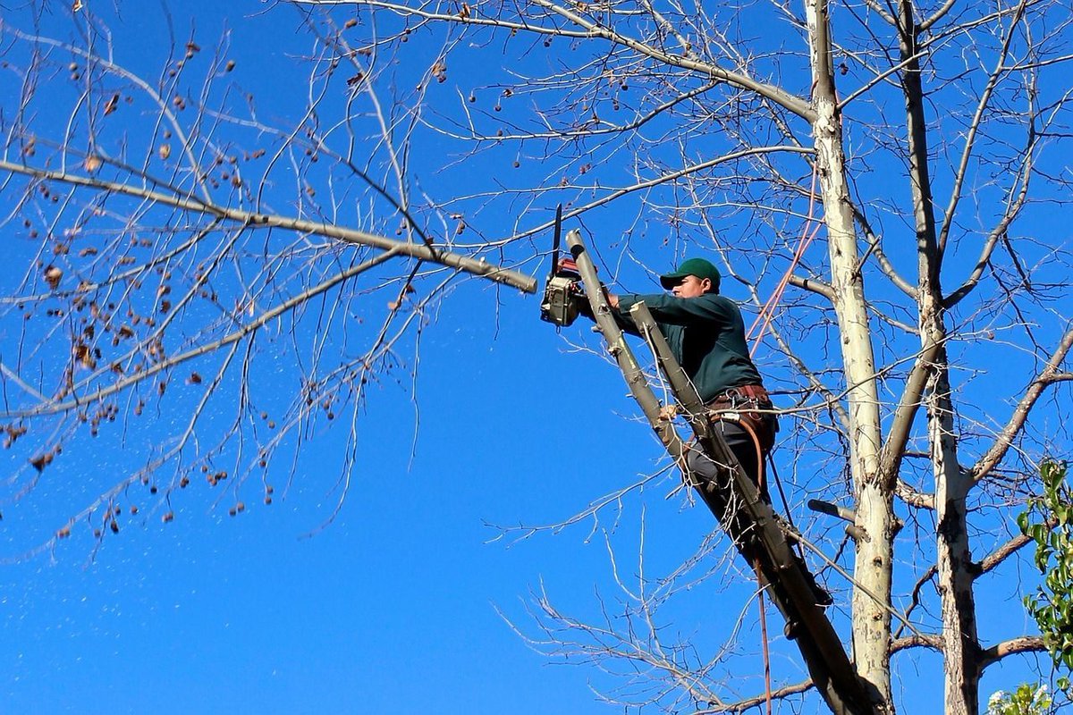 kingstreesvce's tweet image. Here&apos;s an explanation of some of the services we offer:

• #TreePruning: Enhances the overall health of your tree.
• #TreeTrimming: Focuses on eliminating unwanted or dead branches.
• #TreeThinning: Remove interior branches to decrease the tree&apos;s weight &amp;amp; enhance wind flow.