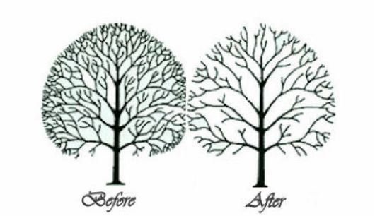 kingstreesvce's tweet image. Here&apos;s an explanation of some of the services we offer:

• #TreePruning: Enhances the overall health of your tree.
• #TreeTrimming: Focuses on eliminating unwanted or dead branches.
• #TreeThinning: Remove interior branches to decrease the tree&apos;s weight &amp;amp; enhance wind flow.