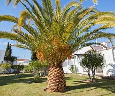 kingstreesvce's tweet image. Here&apos;s an explanation of some of the services we offer:

• #TreePruning: Enhances the overall health of your tree.
• #TreeTrimming: Focuses on eliminating unwanted or dead branches.
• #TreeThinning: Remove interior branches to decrease the tree&apos;s weight &amp;amp; enhance wind flow.