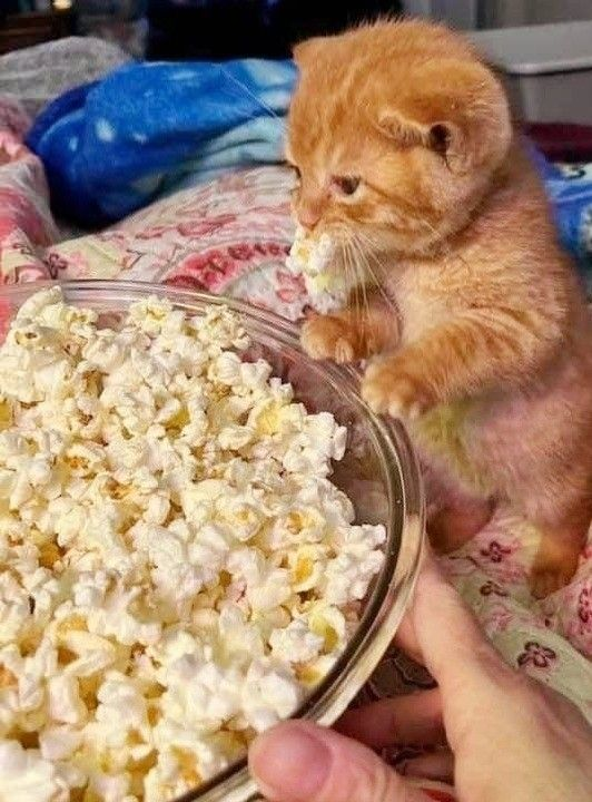 DontShowYourCat's tweet photo. the movie is starting https://t.co/cGmWsTROIt