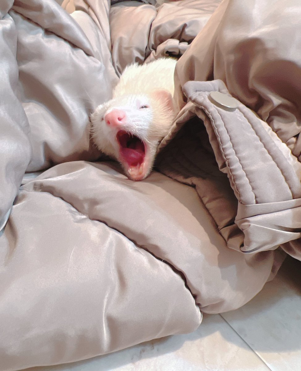 ぴのさん (@popo_oll) / Posts / X