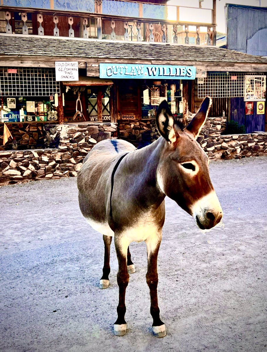 bialach's tweet photo. Wild burro (donkey) - Oatman, AZ

#wild #wilderness #animal #animals #burro #donkey #AnimalCrossing #oatman #arizona #desert #outdoors #nature #naturelover #nofilter #photo #photography #explore #roamer #survival #adventure #bushcraft #21daysurvival #OFFROAD https://t.co/whKDC7W47k