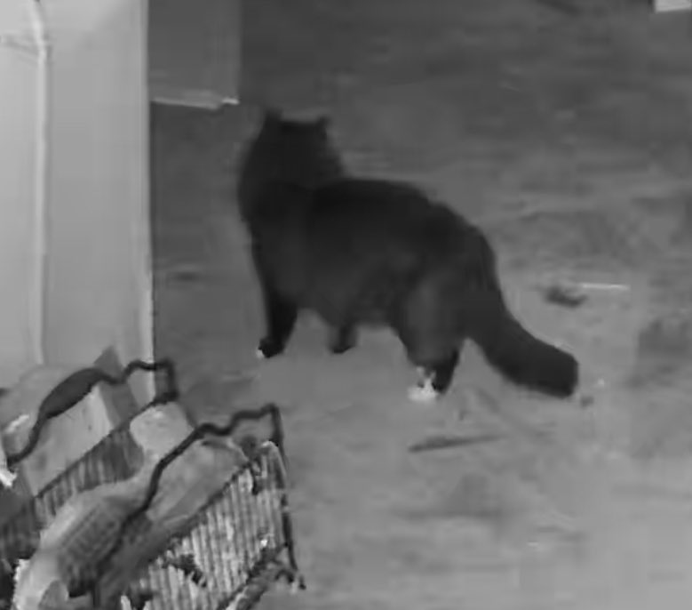 rtoab's tweet photo. Larry and Finley’s mystery cat friend came back. I almost caught it but it got out the cat door just as I opened the human door. Larry just watched it and Finley ran to me and didn’t attack it, which further makes me wonder if it is a lady. A pregnant lady. It is BIG. 👀 https://t.co/VDHS6A84zB