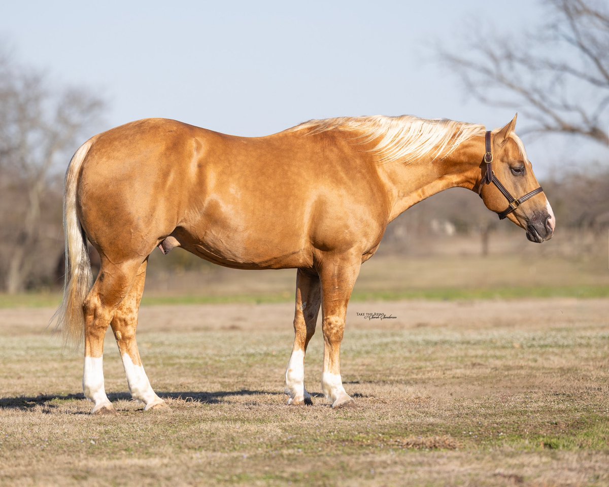 IMA METALLIC GOLD- booking for 2024! 2014 Metallic Cat son ready to breed some mares! If you’re looking for a big boned AQHA stallion get in touch with <a href="/tbonecattleco/">T BONE CATTLE CO.</a> <a href="/gcjshiningstar/">Clare Stankievech</a> <a href="/GlenStankievech/">Glen Stankievech</a> or myself! Check out his instagram @ima_metallic_gold!