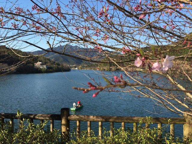 Spring in Yoshino has more to offer than just cherry blossoms: from late March, the hidden Buddha at Kinpusen-ji is specially disclosed to the public, and Tsuburo Lake also officially opens.
neold.co.jp/experience-opt…
#neold #neoldprivatehouse #travelindustry #Sakura2024 #cherrytree