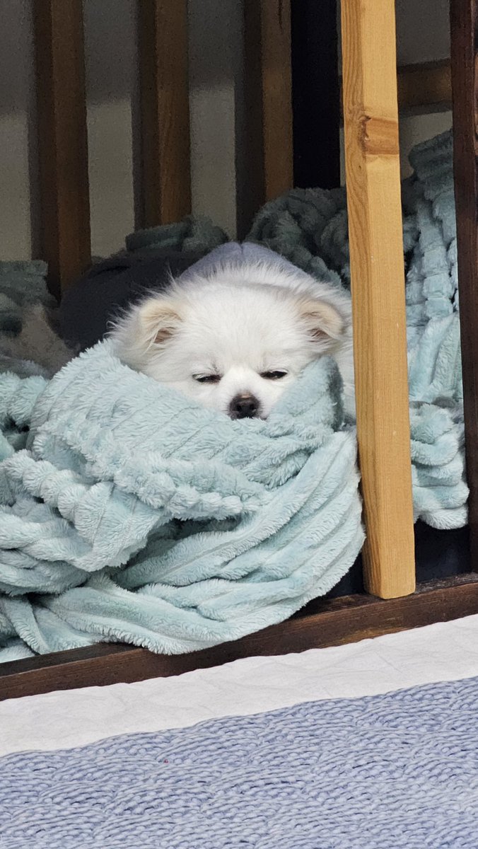 보스네 🤍비누가족찾아요!🤍 tweet media