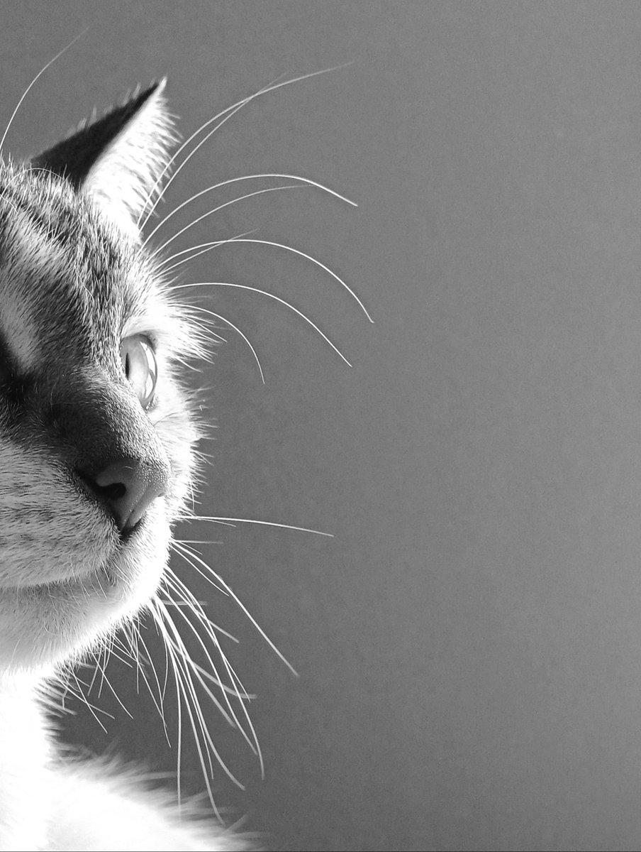 The cat's whiskers 😼

#catsinblackandwhite #catlife #thecatswhiskers #whiskerswednesday #pawtrait

instagram.com/p/C4KJk5aIquE/