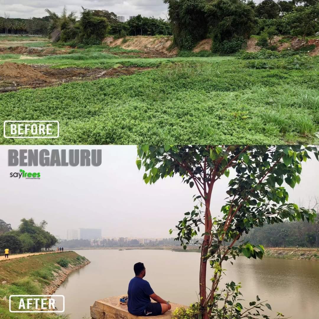 Bringing back the lost BLUE cover... one LAKE at a time.. Rejuvenated this lake in Bengaluru during the most difficult times (covid). Could not have been possible without active involvement from the local residents who could not see this lake being converted into dump yard.