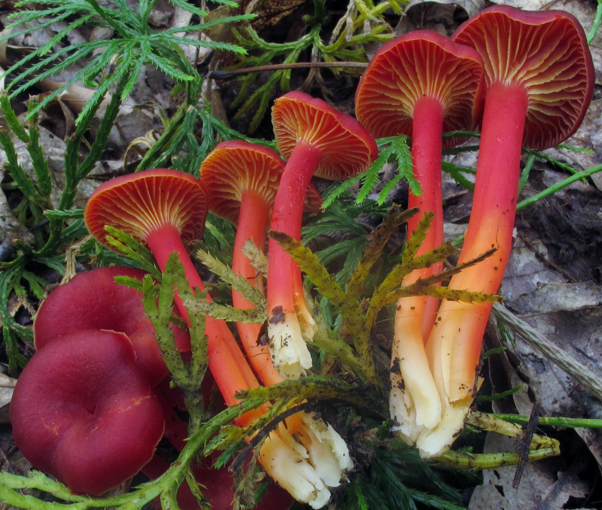Go_Outside_Now's tweet photo. Edible but not often eaten, the Appalachian Waxy Cap (Hygrocybe appalachianensis) is best known for its lovely coloration.  Thought to be simply larger species of similar mushrooms, it was not noted as a distinctive species until 1963.  Edibility aside, do not eat wild mushrooms. https://t.co/bfB0Z6VjiC