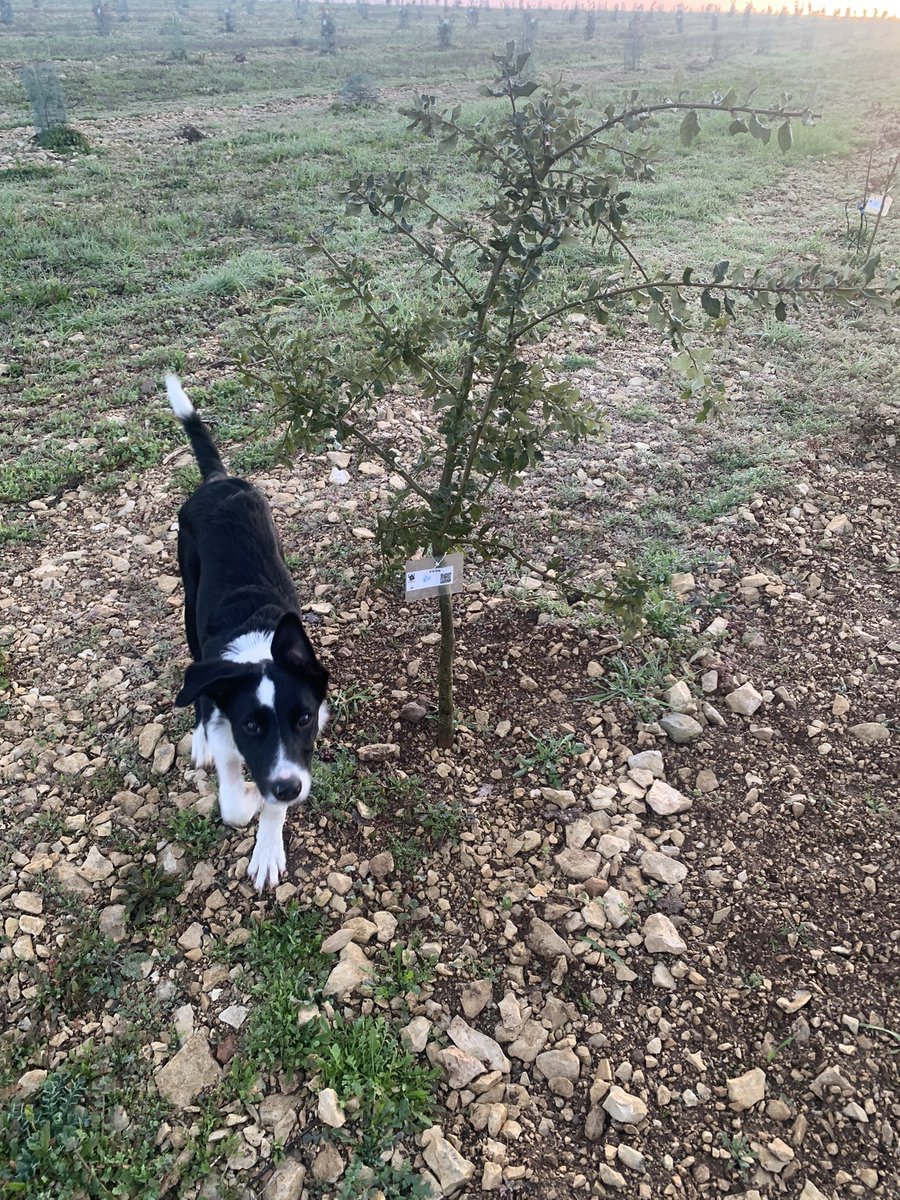 #unjourunarbre 
<a href="/Ugoletruffier/">Ugo apprenti truffier</a> est fier de présenter ce beau chêne vert planté il y a deux 1/2 sur la parcelle Charles VII. 
Cc <a href="/jcjaillet/">Jean-Claude JAILLET</a> 😉🌳
C’est pour donner le moral aux truffypotes lyonnais et nos « amis » de l’<a href="/urssaf/">Urssaf</a> 😁