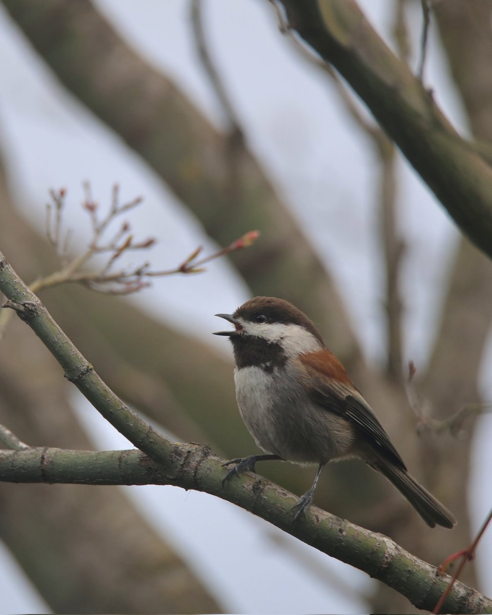 The Chestnut-backed Chickadee has something to say.