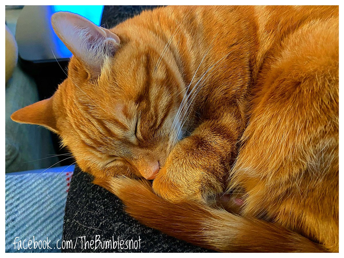 Look at you snoozing with those long whiskers and that tail wrapped around... 🐈💤🧡🧡🧡 #pictureperfect #cuddleball #sleepykitty #sweetdreams #TOKTuesday